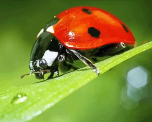 Coccinella Ladybug Diamond Painting