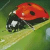 Coccinella Ladybug Diamond Painting