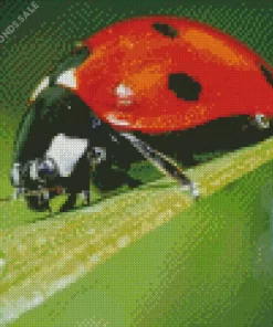 Coccinella Ladybug Diamond Painting