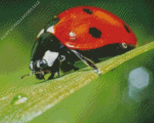 Coccinella Ladybug Diamond Painting