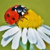 Coccinella Ladybug Insect Diamond Painting