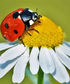 Coccinella Ladybug Insect Diamond Painting