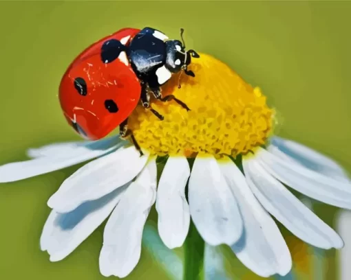 Coccinella Ladybug Insect Diamond Painting