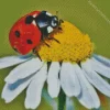 Coccinella Ladybug Insect Diamond Painting