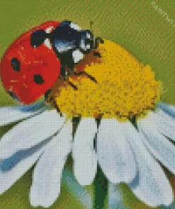 Coccinella Ladybug Insect Diamond Painting