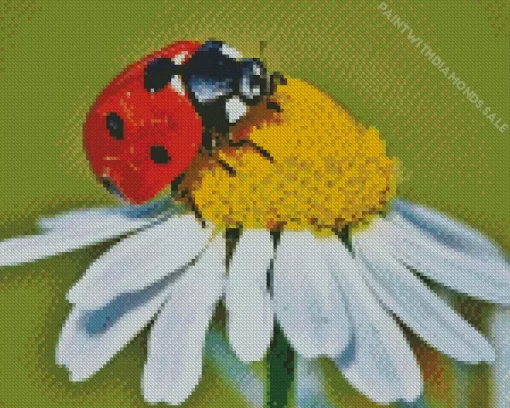 Coccinella Ladybug Insect Diamond Painting