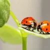 Coccinella Ladybug Pair Diamond Painting