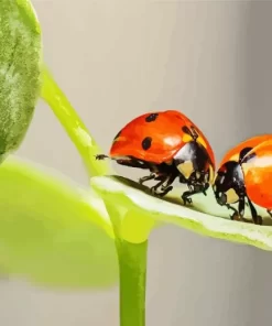 Coccinella Ladybug Pair Diamond Painting