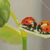 Coccinella Ladybug Pair Diamond Painting