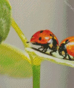 Coccinella Ladybug Pair Diamond Painting