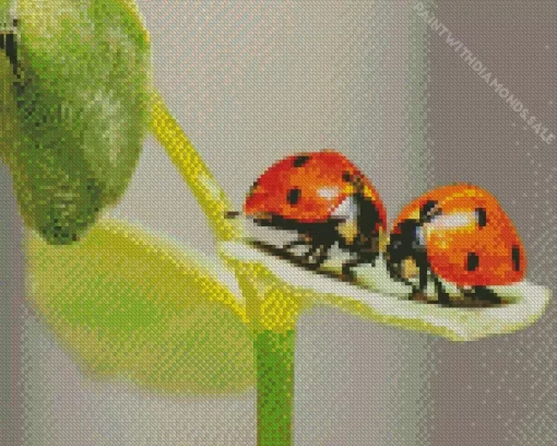 Coccinella Ladybug Pair Diamond Painting