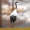 Common Crane Diamond Painting