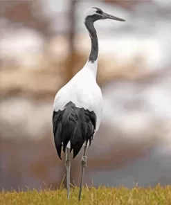 Common Crane Diamond Painting