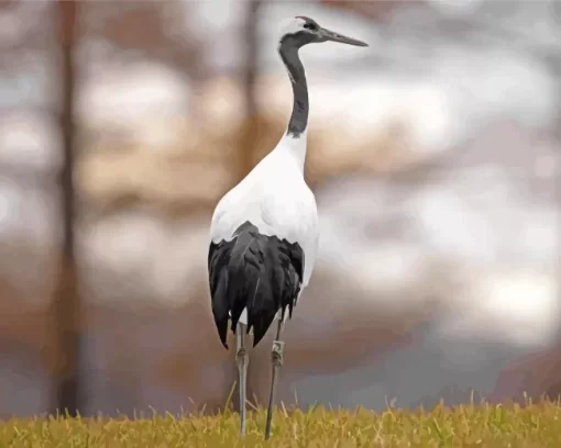 Common Crane Diamond Painting