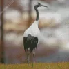 Common Crane Diamond Painting