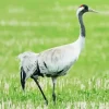 Common Crane Bird Diamond Painting