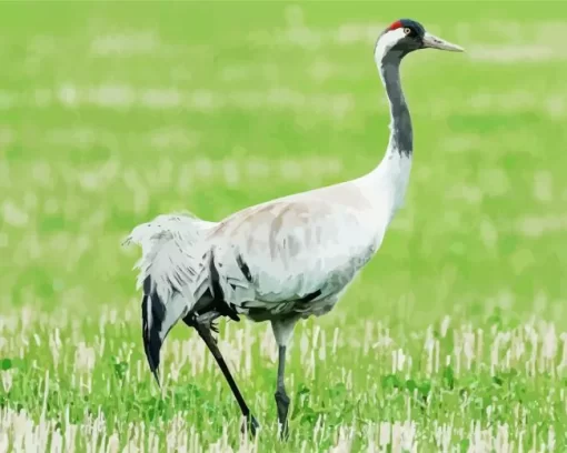 Common Crane Bird Diamond Painting