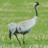 Common Crane Bird Diamond Painting