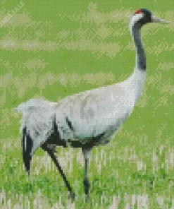 Common Crane Bird Diamond Painting