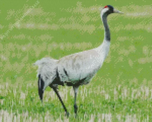 Common Crane Bird Diamond Painting