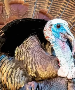 Common Turkey Close Up Diamond Painting