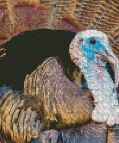 Common Turkey Close Up Diamond Painting