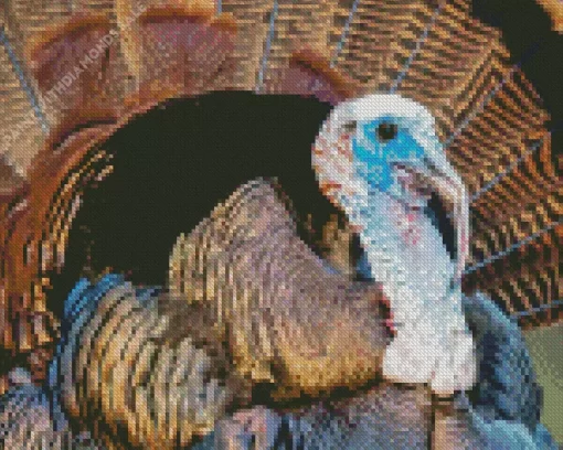 Common Turkey Close Up Diamond Painting