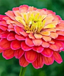 Common Zinnia Diamond Painting