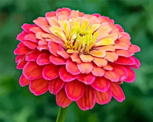 Common Zinnia Diamond Painting