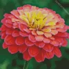 Common Zinnia Diamond Painting