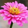 Common Zinnia Close Up Diamond Painting