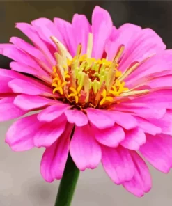 Common Zinnia Close Up Diamond Painting