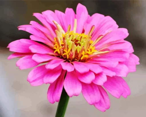 Common Zinnia Close Up Diamond Painting