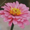 Common Zinnia Close Up Diamond Painting