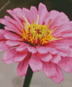 Common Zinnia Close Up Diamond Painting