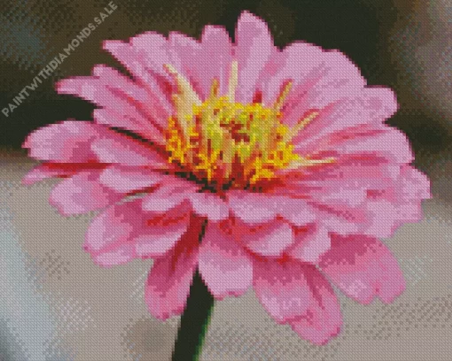 Common Zinnia Close Up Diamond Painting