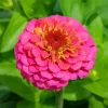 Common Zinnia Flower Diamond Painting