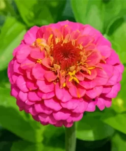 Common Zinnia Flower Diamond Painting