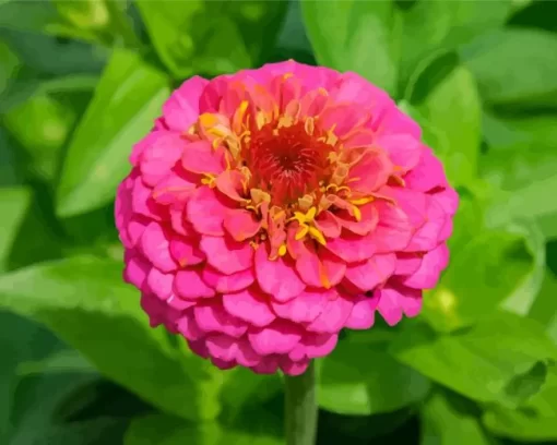 Common Zinnia Flower Diamond Painting