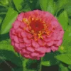 Common Zinnia Flower Diamond Painting