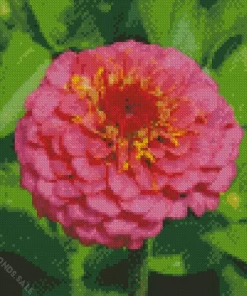 Common Zinnia Flower Diamond Painting