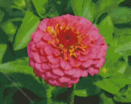 Common Zinnia Flower Diamond Painting