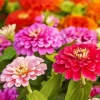 Common Zinnia Flowers Diamond Painting