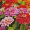 Common Zinnia Flowers Diamond Painting