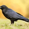 Common Raven Bird Diamond Painting