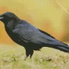 Common Raven Bird Diamond Painting