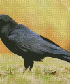 Common Raven Bird Diamond Painting