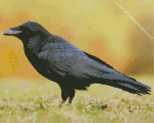 Common Raven Bird Diamond Painting