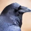 Common Raven Close Up Diamond Painting