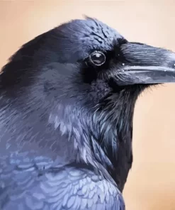 Common Raven Close Up Diamond Painting